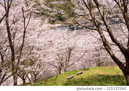 Sakura, Cherry Blossoms 125137268