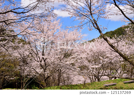 Sakura, Cherry Blossoms 125137269