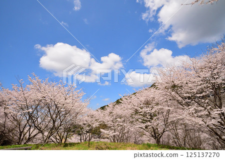 Sakura, Cherry Blossoms 125137270