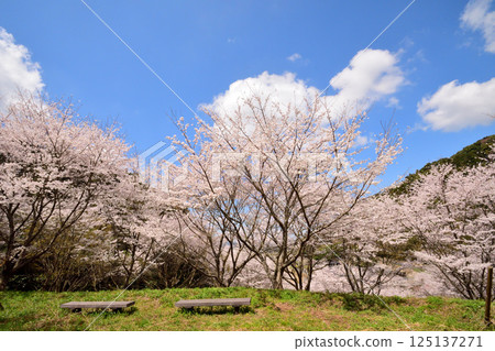 Sakura, Cherry Blossoms 125137271