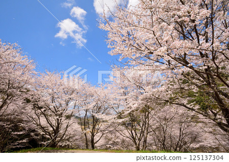 Sakura, Cherry Blossoms Sakura, Cherry Blossoms 125137304