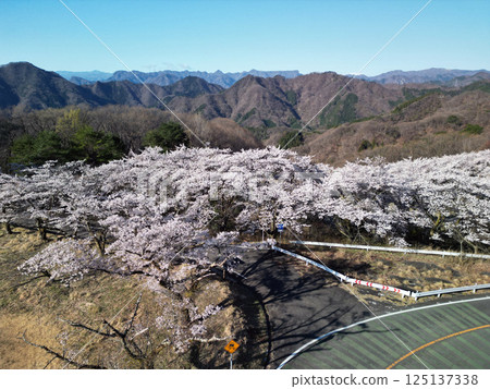 Sakura no Sato 125137338
