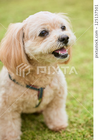 玩具貴賓犬在草地上行走 125137501