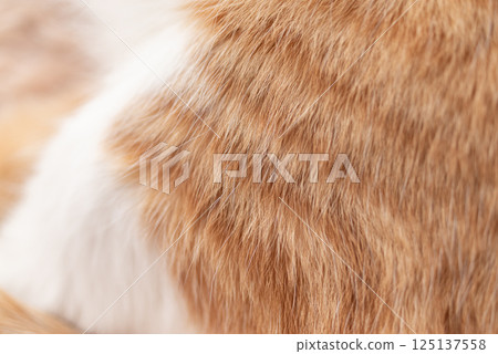 可愛的貓毛 125137558