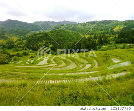 ◆日本風景◆初夏的梯田② 125137750
