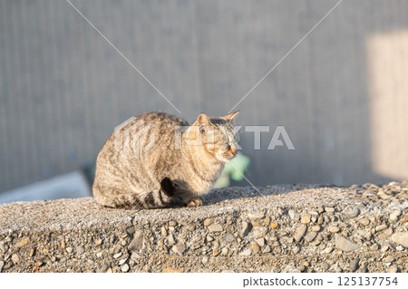 可愛的流浪貓在籬笆上休息 — — 棕色虎斑貓 125137754