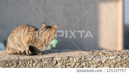 Cute stray cat relaxing on a fence - brown tabby cat Cute stray cat relaxing on a fence - brown tabby cat 125137757