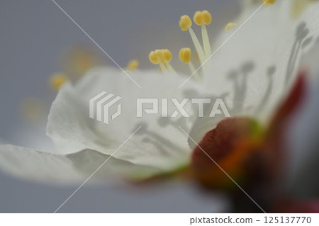 Close-up of plum blossoms 125137770