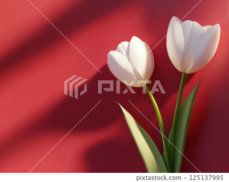 white tulips on red background white tulips on red background 125137995