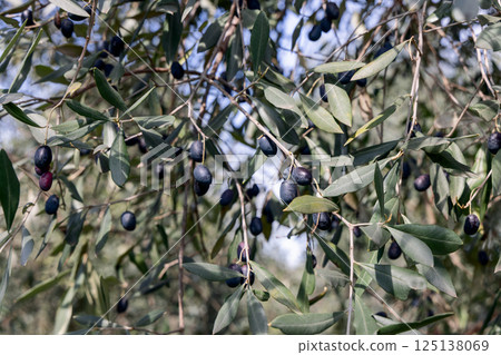 Close-up of fresh black olives growing on tree branches with green leaves Close-up of fresh black olives growing on tree branches with green leaves 125138069