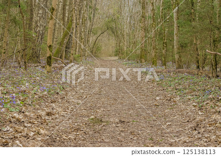 Woodland trail with early spring blossoms and fallen leaves. High quality photo 125138113