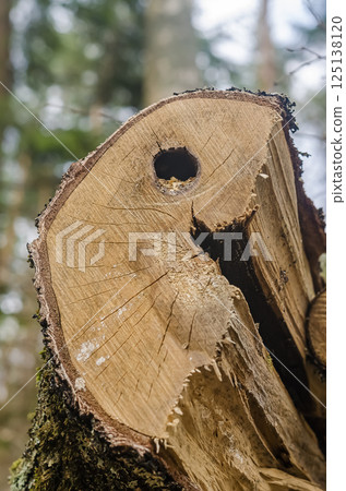 Cut tree trunk with natural hole in the centre. Close-up of tree trunk cross-section with hole in forest setting. High quality photo 125138120