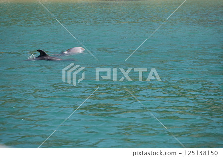 下田水族館的寬吻海豚 125138150