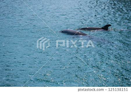 下田水族館的寬吻海豚 下田水族館的寬吻海豚 125138151