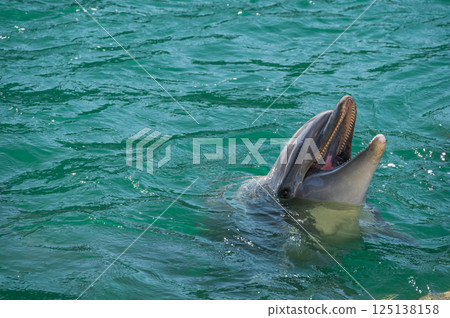 Bottlenose dolphins at Shimoda Aquarium Bottlenose dolphins at Shimoda Aquarium 125138158