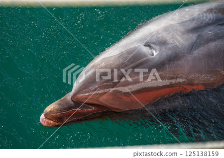 Bottlenose dolphins at Shimoda Aquarium 125138159