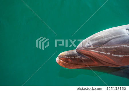 Bottlenose dolphins at Shimoda Aquarium 125138160