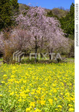 "Yabana no Sato" - a famous flower spot in Fukui Prefecture 125138169