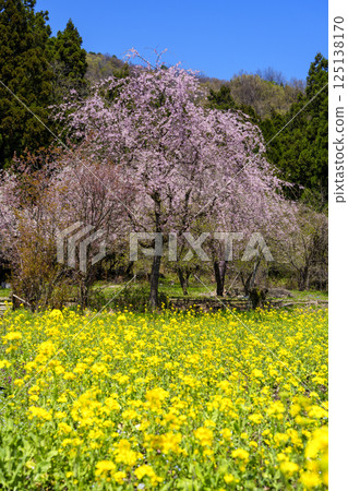 福井縣的賞花勝地“屋花之鄉” 福井縣的賞花勝地“屋花之鄉” 125138170