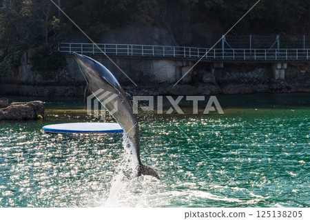 Bottlenose dolphin show at Shimoda Aquarium Bottlenose dolphin show at Shimoda Aquarium 125138205