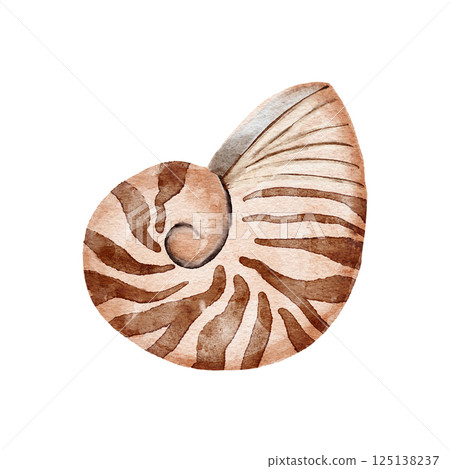Hand drawn watercolor illustration of nautulus cephalopod family Nautilidae. beige brown shell fossil sea ocean design, marine nautical aquatic mollusc natural print scientific art. Hand drawn watercolor illustration of nautulus cephalopod family Nautilidae. beige brown shell fossil sea ocean design, marine nautical aquatic mollusc natural print scientific art. 125138237