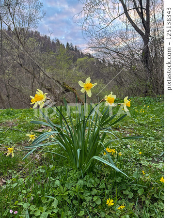 Blooming Daffodils in a Scenic Meadow 125138343