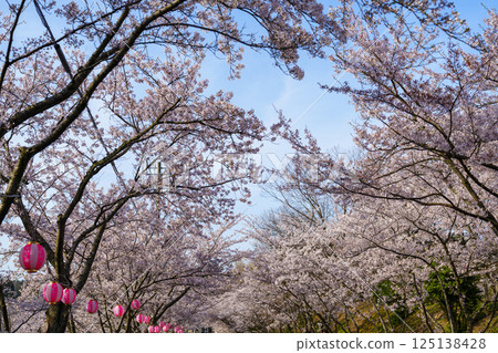 Arata-zaka, a famous cherry blossom viewing spot in Fukui Prefecture 125138428
