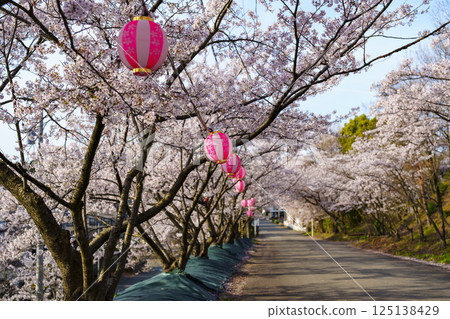 Arata-zaka, a famous cherry blossom viewing spot in Fukui Prefecture Arata-zaka, a famous cherry blossom viewing spot in Fukui Prefecture 125138429