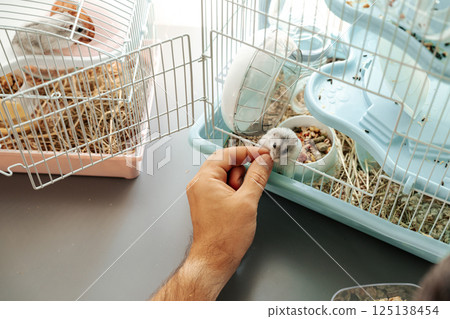 Cute hamster interacts with owner in spacious cage setting during a bright afternoon at home 125138454