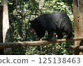 bear 125138463