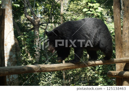 bear 125138463
