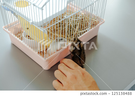 Rabbit explores its habitat while a hand reaches inside a cage during a sunny afternoon at home 125138488