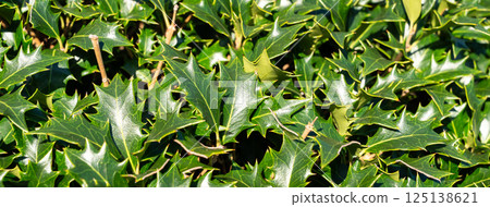 Osmanthus heterophyllus holly leaf Osmanthus heterophyllus holly leaf 125138621