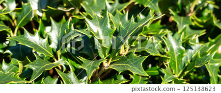冬青 柊樹 植物 Osmanthus heterophyllus holly leaf ヒイラギ 冬青 柊樹 植物 Osmanthus heterophyllus holly leaf ヒイラギ 125138623
