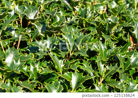 Osmanthus heterophyllus holly leaf 125138624
