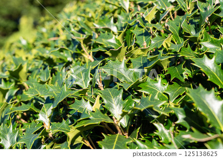 冬青 柊樹 植物 Osmanthus heterophyllus holly leaf ヒイラギ 冬青 柊樹 植物 Osmanthus heterophyllus holly leaf ヒイラギ 125138625