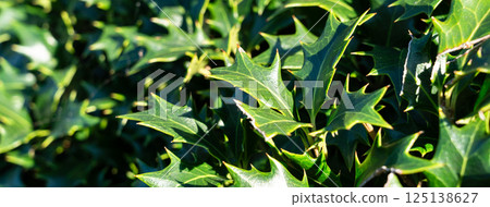 冬青 柊樹 植物 Osmanthus heterophyllus holly leaf ヒイラギ 125138627