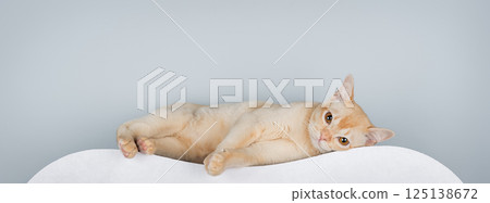 Burmese cat lying on shelf or cat perch. 125138672