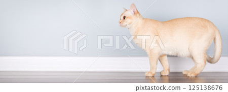 Burmese Cat Standing in Profile Against Blue Wall with Copy Space 125138676