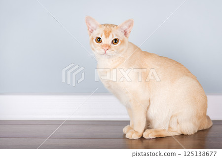 Burmese cat resting on the floor against blue wall with space for text. 125138677