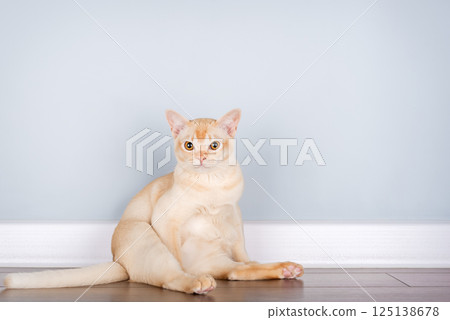 Burmese cat resting on the floor against blue wall with space for text. 125138678