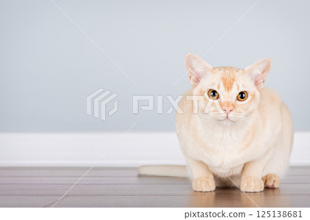 Burmese cat resting on the floor against blue wall with space for text. Burmese cat resting on the floor against blue wall with space for text. 125138681