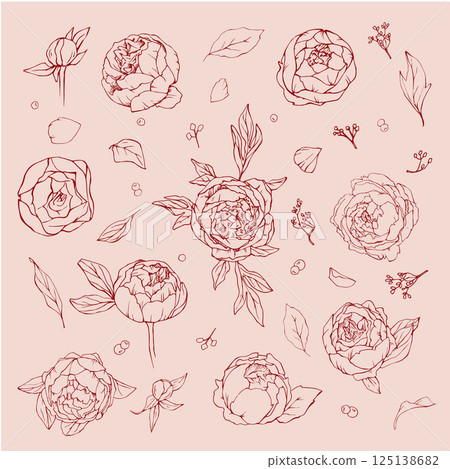 Peones flowers and leaves vector illustration on a pink background Peones flowers and leaves vector illustration on a pink background 125138682