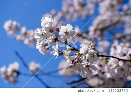 Spring image: close-up of cherry blossoms Spring image: close-up of cherry blossoms 125138733