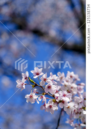 Spring image: close-up of cherry blossoms Spring image: close-up of cherry blossoms 125138734