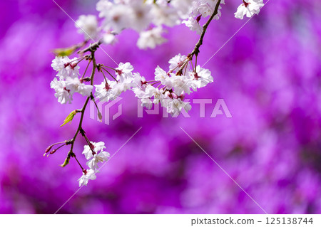 Spring image: close-up of cherry blossoms 125138744