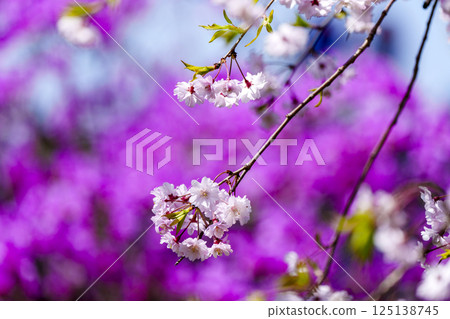 春天的圖像：櫻花的特寫 125138745