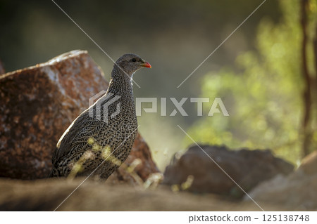 Natal francolin in Greater Kruger National park, South Africa Natal francolin in Greater Kruger National park, South Africa 125138748