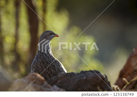 Natal francolin in Greater Kruger National park, South Africa 125138749