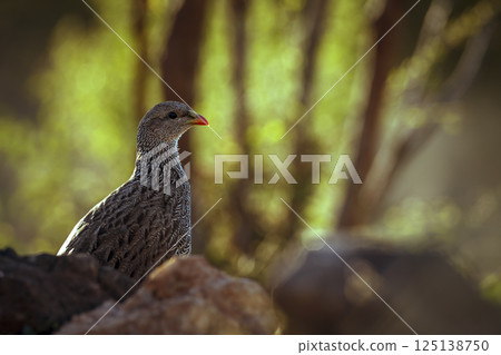 Natal francolin in Greater Kruger National park, South Africa Natal francolin in Greater Kruger National park, South Africa 125138750